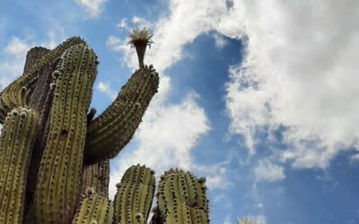 Argentinien: Vom Putsch 1976 zum neoliberalen Projekt Mileis